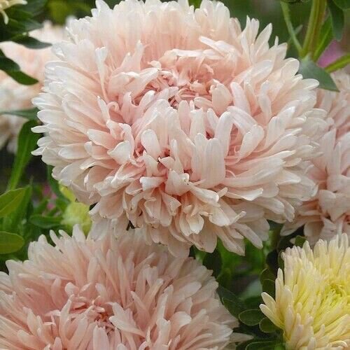 Aster Perennial Heirloom Fall Planting Non Gmo 200 Seeds Fresh Garden