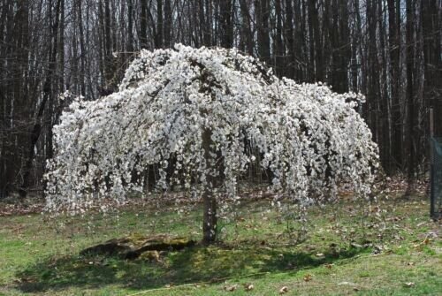 5 Cherry Tree Seeds Flowering Japanese Ornamental Gardn Pink Fragrant Fresh Garden