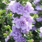 Hollyhock Double Mix Dwarf Biennial Pollinators Non Gmo 100 Seeds Fresh Garden