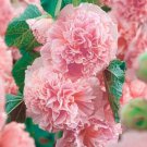 Hollyhock Double Mix Dwarf Biennial Pollinators Non Gmo 50 Seeds Fresh Garden