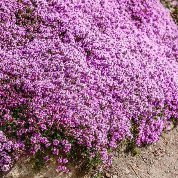 Creeping Thyme Seeds Groundcover Seeds Heirloom Non Gmo Seeds 1001 Seeds Fresh Garden