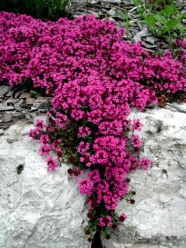 Red Creeping Thyme Seeds Groundcover Seeds Heirloom 1000 Seeds Fresh Garden