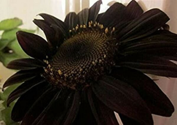 Black Sunflowers Huge Planting Sunflower Large Flowers Floral 50+ Seeds Fresh Garden