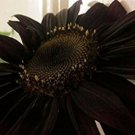 Black Sunflowers Huge Planting Sunflower Large Flowers Floral 50+ Seeds Fresh Garden