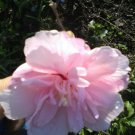 Rose Of Sharon Bush Pink Chiffon Seeds Double Flower Rare 10 Seeds Fresh Garden