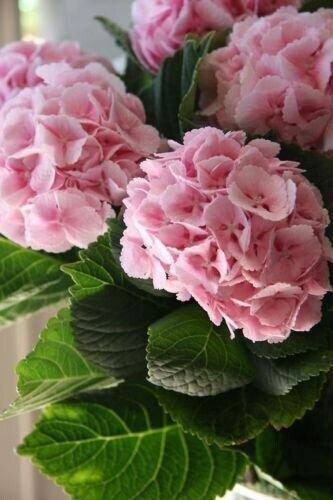 Light Pink Hydrangea Seeds Perennial Hardy Shrub Flower Bush 5 Seed Fresh Garden