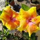 20 Yellow Hibiscus Seeds Perennial Flowers Flower Seed 67 Fresh Garden