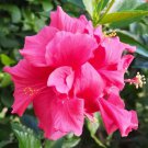 20 Pink Hibiscus Seeds Perennial Flowers Flower Seed 68 Fresh Garden