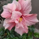 20 Pink Hibiscus Seeds Perennial Flowers Flower Seed 67 Fresh Garden