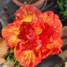 20 Orange Hibiscus Seeds Perennial Flowers Flower Seed 49 Fresh Garden
