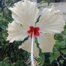 20 White Hibiscus Seeds Perennial Flowers Flower Seed 35 Fresh Garden