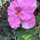 20 Purple Hibiscus Seeds Perennial Flowers Flower Seed 34 Fresh Garden