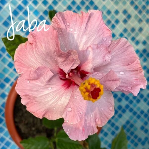 20 Rare Hibiscus Seeds Flower 90% Germination Rate 25 Fresh Garden
