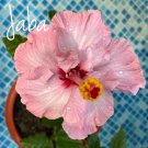 20 Rare Hibiscus Seeds Flower 90% Germination Rate 25 Fresh Garden