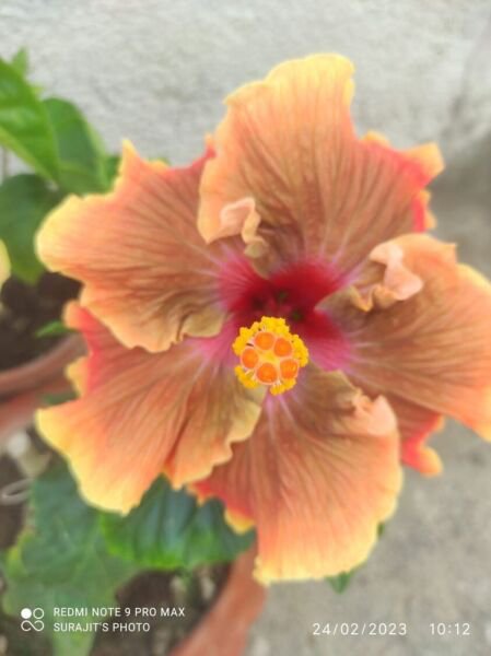 20 Orange Hibiscus Seeds Flower 90% Germination Rate 28 Fresh Garden