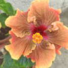 20 Orange Hibiscus Seeds Flower 90% Germination Rate 28 Fresh Garden