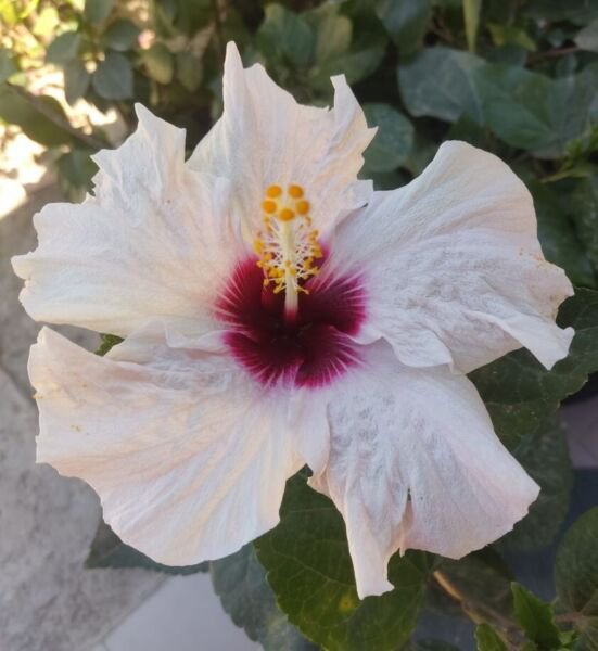 20 White Hibiscus Seeds Flower 90% Germination Rate Fresh Garden
