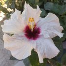 20 White Hibiscus Seeds Flower 90% Germination Rate Fresh Garden