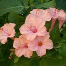 Salmon Four O'Clock Flowers Seeds 4 Seeds Perennial Flower 25 Seeds Fresh Garden