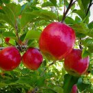 Pink Lady Native Apple Fruit Tree Seeds Non Gmo 5 Seeds Fresh Garden