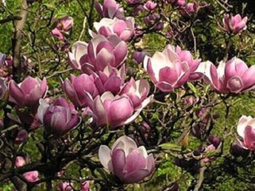 5 Magnolia Seeds Lily Flower Tree Fragrant Flowers Tulip Fresh Garden