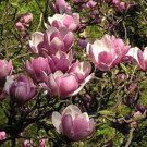 5 Magnolia Seeds Lily Flower Tree Fragrant Flowers Tulip Fresh Garden
