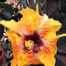 20 Yellow Hibiscus Seeds Perennial Flower 90 % Germination Rate 12 Fresh Garden