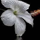 20 Blue Hibiscus Seeds Perennial Flower 5 Fresh Garden