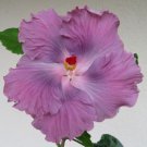 20 Black Pink Purple Hibiscus Seeds Perennial Flower 12 Fresh Garden