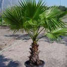50 Washingtonia Filifera Palm Tree Seeds Rare Fresh Garden