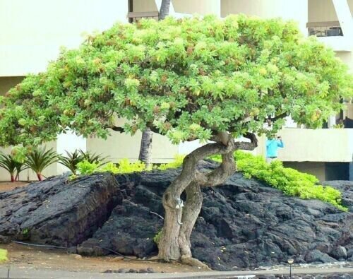 Schefflera Arboricola Rare Dwarf Umbrellatree Exotic Bonsai 20 Seeds Fresh Garden