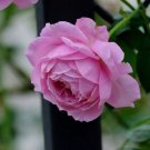 10 Pink Rose Seeds Flower Bush Perennial Shrub Fresh Garden
