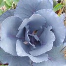 10 Blue Rose Seeds Flower Bush Perennial Shrub Fresh Garden