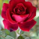 10 Red Rose Seeds Flower Bush Perennial Shrub Fresh Garden