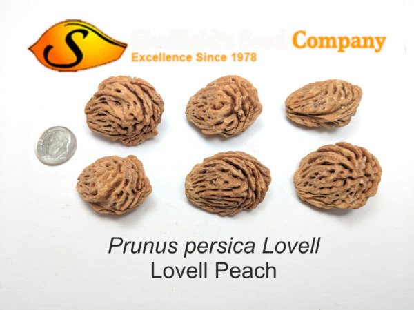 Prunus Persica Peach Tree 3 Seeds Pitts Fresh Garden