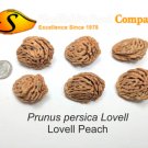 Prunus Persica Peach Tree 3 Seeds Pitts Fresh Garden