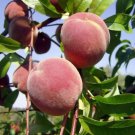 Nemaguard Peach Prunus Persica Nemaguard 5 Seeds Fresh Garden