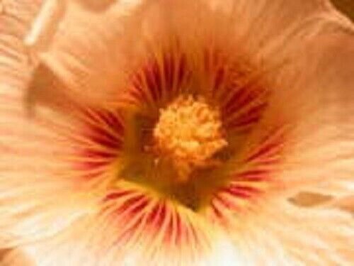 Peach Brown Hollyhock Alcea Rosea Flower 20 Seeds Perennial Fresh Garden