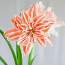 Dancing Queen Amaryllis 20 Seeds Heirloom Flower Fresh Garden