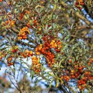Sea Buckthorn Hippophae Rhamnoides 40+ Seeds Fresh Garden