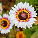 Painted Daisy Tricolor Autumn Mix 300 Seeds Gigantic Flowers Perennial Bees Fresh Garden