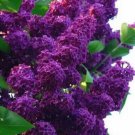 25 Dark Purple Lilac Seeds Tree Fragrant Flowers Perennial Flower Fresh Garden