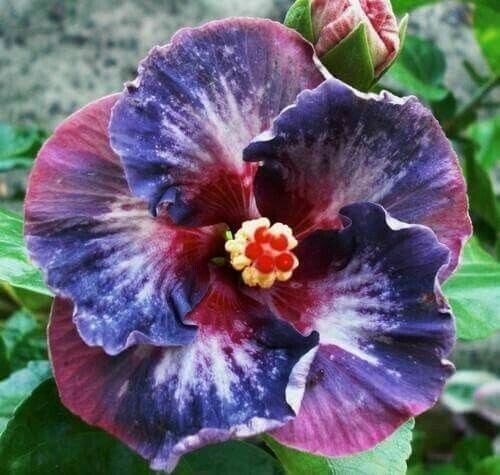 20 Blue Pink Purple Hibiscus Seeds Flowers Flower Seed Perennial Fresh Garden