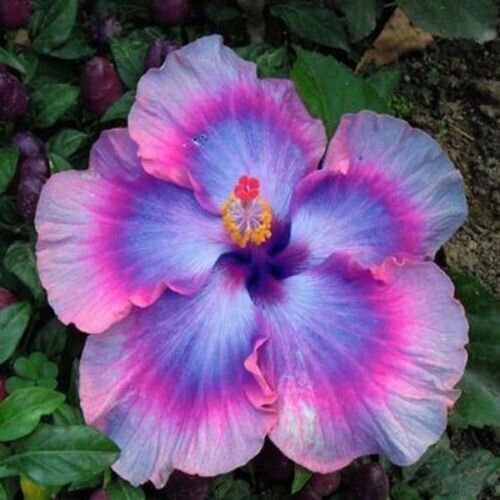 20 Pink Blue Hibiscus Seeds Bloom Perennial Flower Seed Fresh Garden