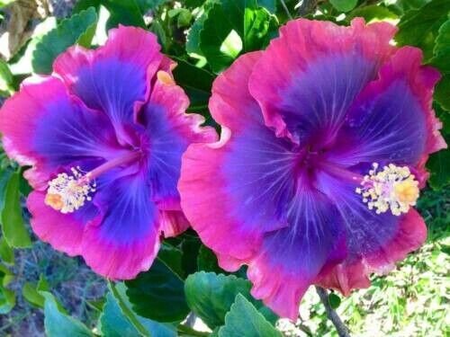 20 Pink Purple Blue Hibiscus Seeds Flower Flowers Seed Perennial Fresh Garden