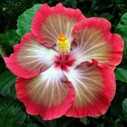 20 White Pink Red Hibiscus Seeds Flower Seeds Flowers Perennial Fresh Garden