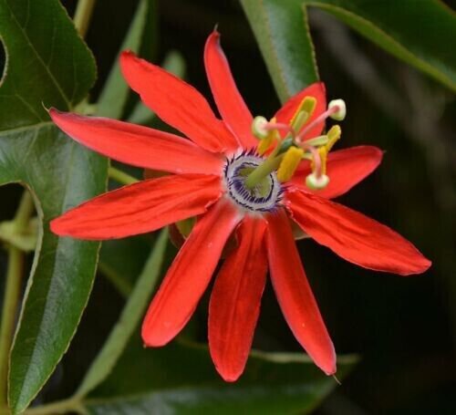 Passiflora Manicata Red Passion Flower Red Passion Fruit 5 Seeds Fresh Garden