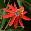 Passiflora Manicata Red Passion Flower Red Passion Fruit 5 Seeds Fresh Garden