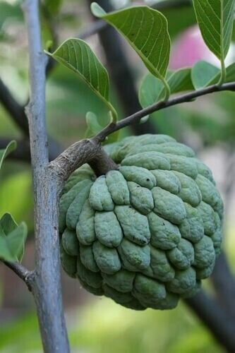 20 Custard Apple Annona Squamosa Seeds Sugar Apple Sweetsop Fresh Garden