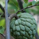 20 Custard Apple Annona Squamosa Seeds Sugar Apple Sweetsop Fresh Garden